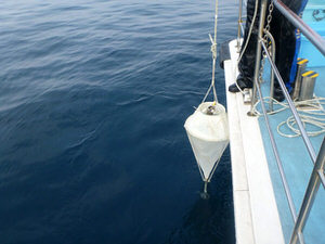 プランクトン調査