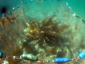 蓄養・養殖試験